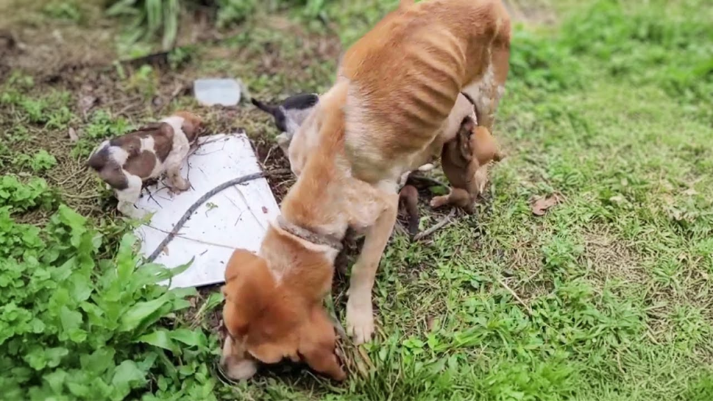 Chained and neglected outside, mother dog eats grass to feed crying puppies